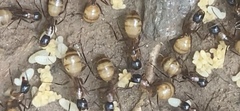 Camponotus americanus