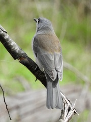 Colluricincla harmonica