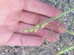 Cenchrus longispinus