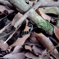 Acronyctodes mexicanaria