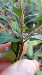 Coprosma colensoi