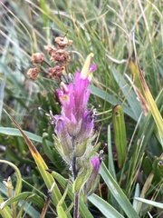 Castilleja lemmonii