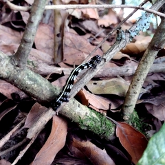 Acronyctodes mexicanaria