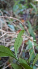 Coprosma colensoi