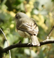 Pachycephala pectoralis