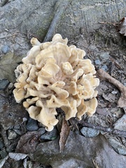 Sparassis spathulata