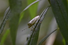 Podisus maculiventris