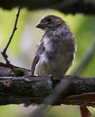 Passerina cyanea