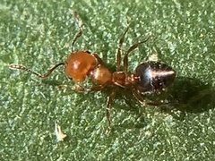Crematogaster laeviuscula