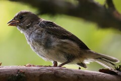 Passerina cyanea