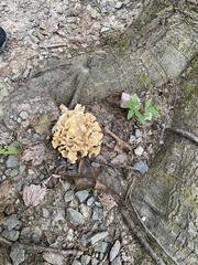 Sparassis spathulata