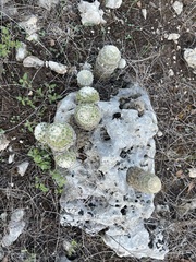 Echinocereus reichenbachii caespitosus