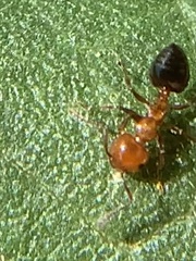 Crematogaster laeviuscula