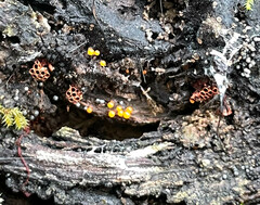 Metatrichia vesparium