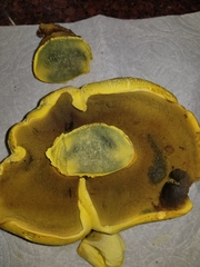 Buchwaldoboletus
