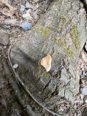 Sparassis spathulata