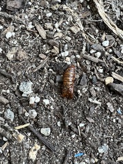 Synanthedon exitiosa