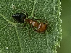 Crematogaster laeviuscula