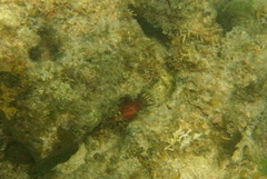 Echinometra lucunter