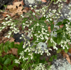 Eupatorium pubescens