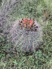 Ferocactus wislizeni