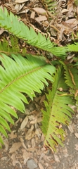 Polypodiopsida