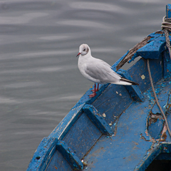 Chroicocephalus ridibundus