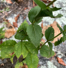 Eupatorium pubescens