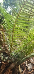 Polypodiopsida