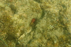 Echinometra lucunter