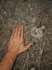 Crotalus cerastes laterorepens