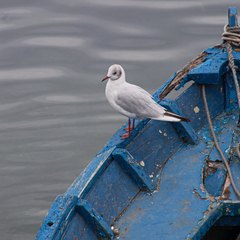 Chroicocephalus ridibundus