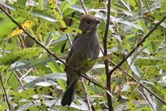 Passerina cyanea