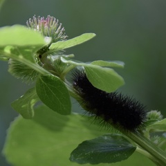 Hypercompe scribonia