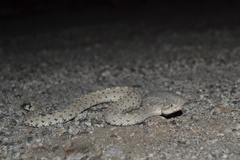 Crotalus cerastes laterorepens