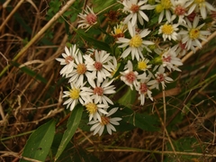 Symphyotrichum urophyllum