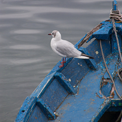 Chroicocephalus ridibundus