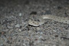 Crotalus cerastes laterorepens