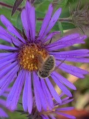 Sparnopolius confusus