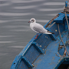 Chroicocephalus ridibundus