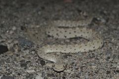 Crotalus cerastes laterorepens