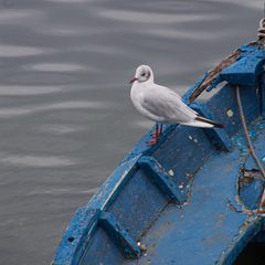 Chroicocephalus ridibundus