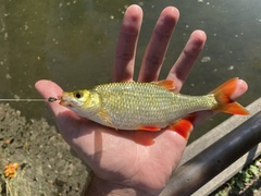 Scardinius erythrophthalmus