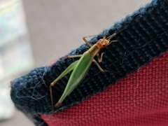 Oecanthus pini