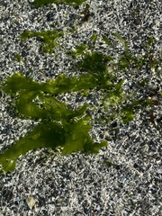 Ulva lactuca