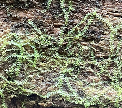 Lophocolea heterophylla