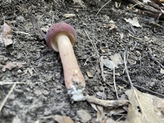 Tylopilus rubrobrunneus