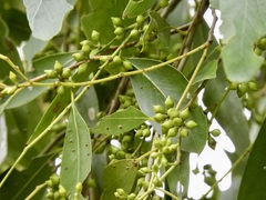 Eucalyptus yarraensis