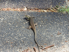 Psammodromus algirus
