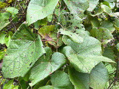 Vitis aestivalis